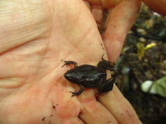 Gastrophryne elegans