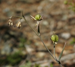 Fritillaria viridea