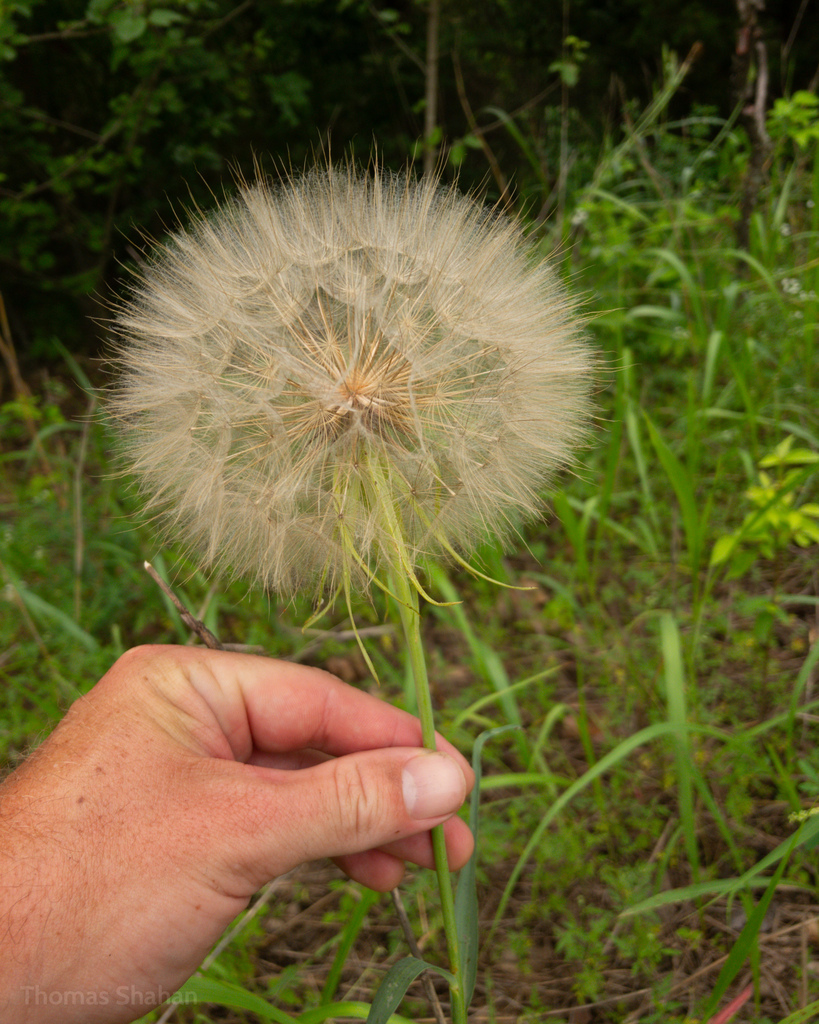 Salsifies in June 2024 by Thomas Shahan · iNaturalist