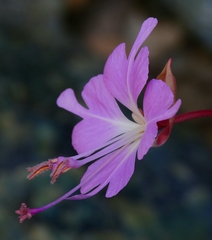 Clarkia breweri