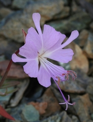 Clarkia breweri