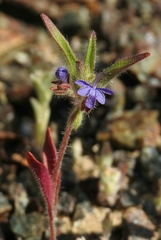 Trichostema rubisepalum