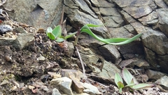 Allium strictum
