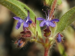 Trichostema rubisepalum