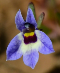 Downingia concolor concolor