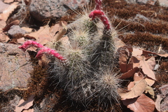 Echinocereus ortegae