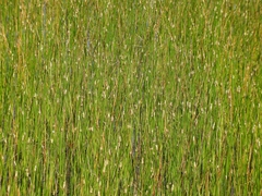 Eleocharis macrostachya