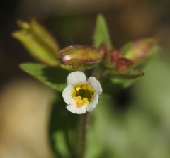 Erythranthe latidens
