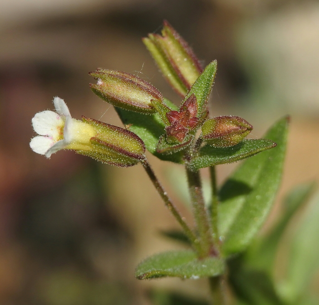 broadtooth monkeyflower