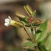 Broadtooth Monkeyflower - Photo (c) David Greenberger, some rights reserved (CC BY-NC-ND), uploaded by David Greenberger