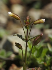 Erythranthe latidens