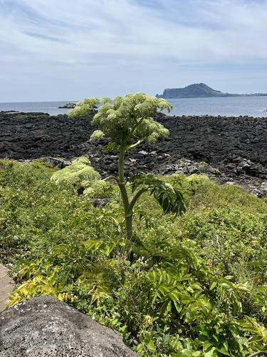 Angelica japonica iNat (3)