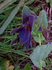 Cerinthe major image