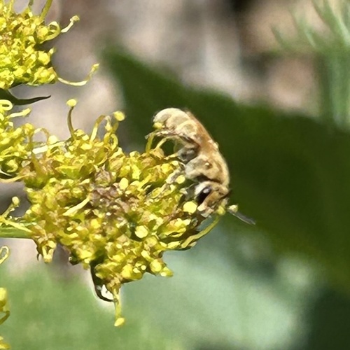 Timberlake's sweat bee