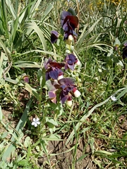 Cerinthe major image