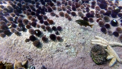 Chirodactylus brachydactylus