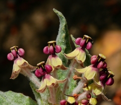 Asclepias californica californica