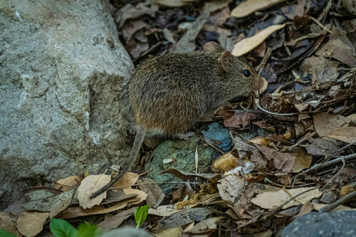 Yellow-nosed Cotton Rat