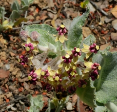 Asclepias californica californica