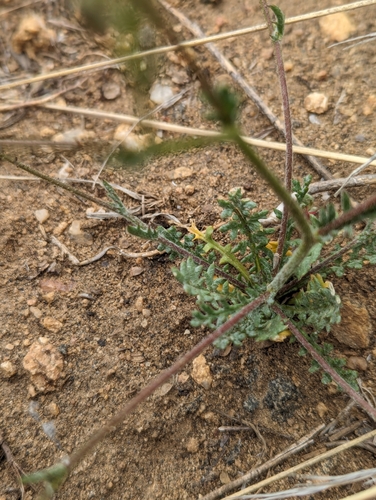 Image of Gilia clokeyi by (c) My-Lan Le, some rights reserved (CC BY)