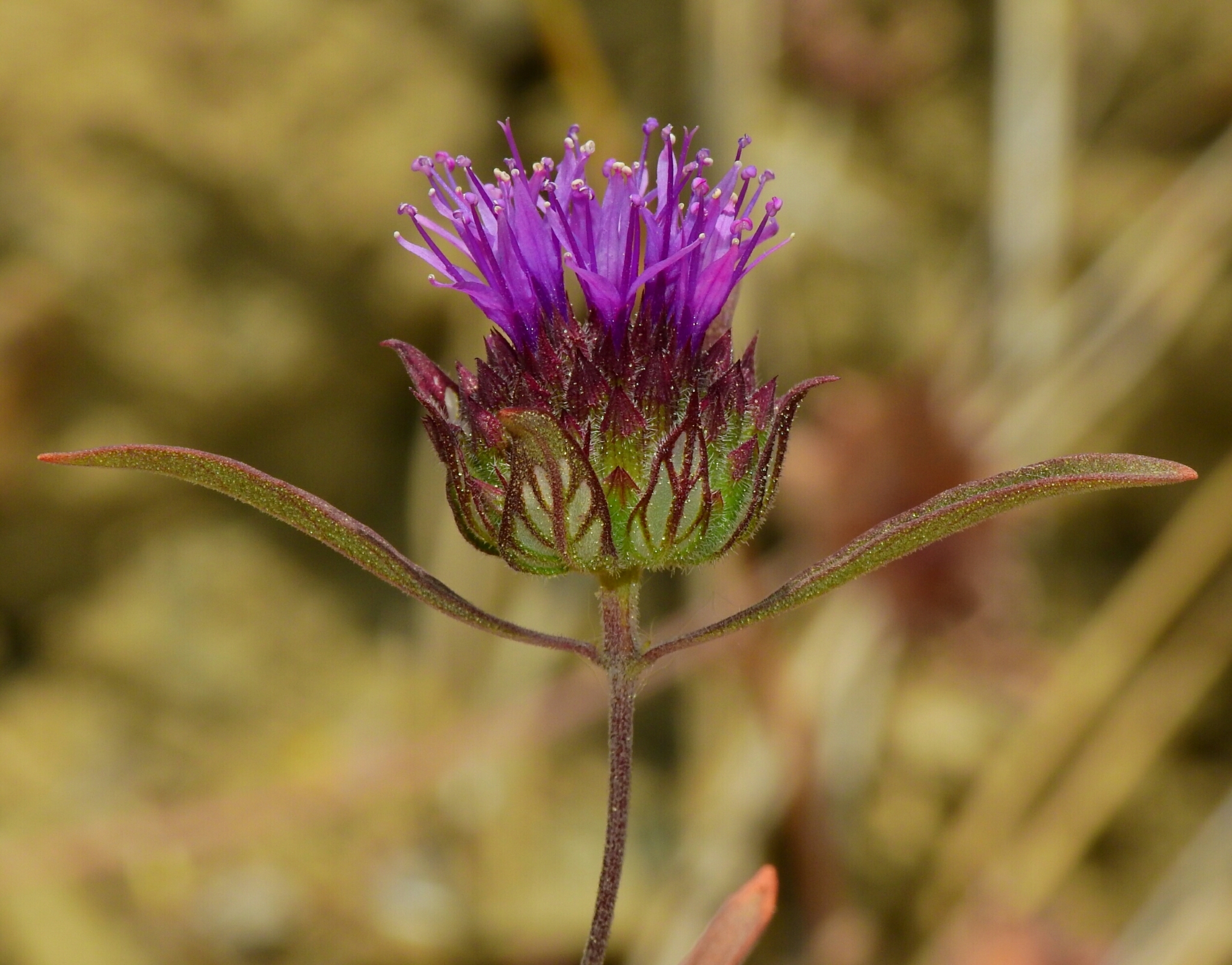 Monardella douglasii