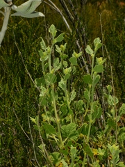 Malacothamnus aboriginum