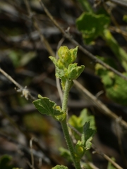 Malacothamnus aboriginum