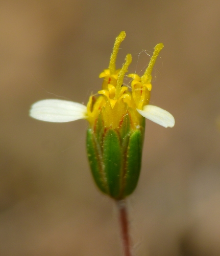Pentachaeta exilis ssp. aeolica