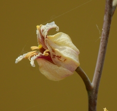 Streptanthus glandulosus albidus