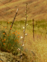 Streptanthus glandulosus albidus