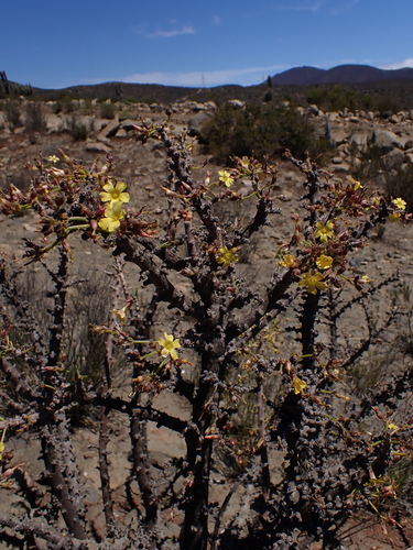 Image of Oxalis gigantea by (c) Nolan Exe, some rights reserved (CC BY)