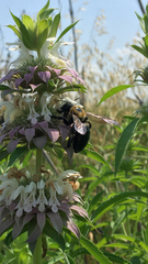 Xylocopa virginica texana