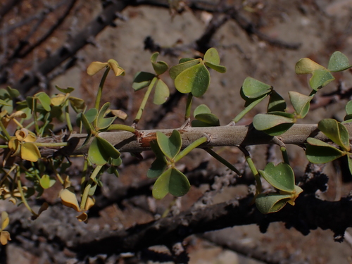 Image of Oxalis gigantea by (c) Nolan Exe, some rights reserved (CC BY)