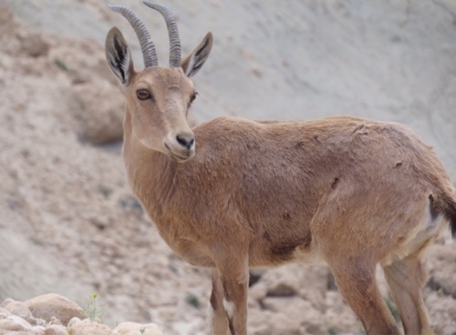 Nubian Ibex