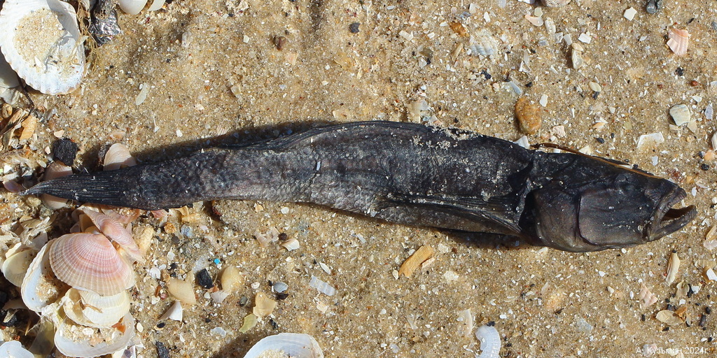 Brauner's Tadpole-Goby