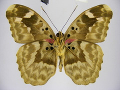 Euphaedra rubrocostata rubrocostata