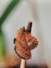 Phyllodesma tremulifolia