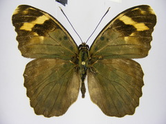 Euphaedra rubrocostata rubrocostata