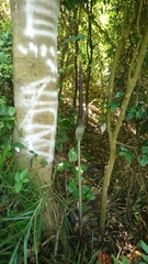 Amorphophallus hirtus