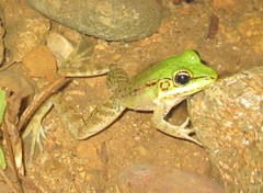 Lithobates vaillanti