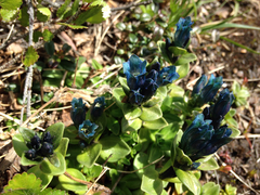 Gentiana glauca