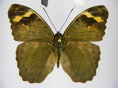 Euphaedra rubrocostata rubrocostata