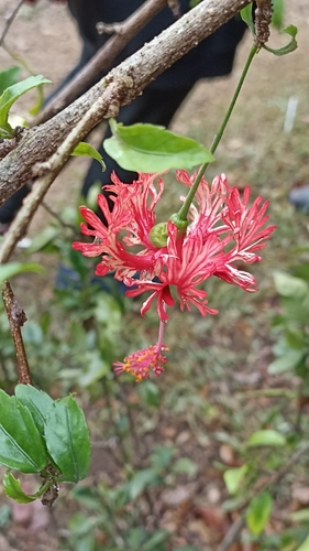 Hibiscus schizopetalus