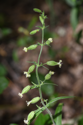 marble mountain campion (Silene marmorensis)