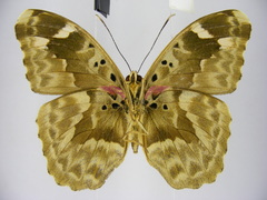 Euphaedra rubrocostata rubrocostata