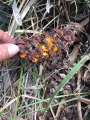 Macrozamia pauli-guilielmi