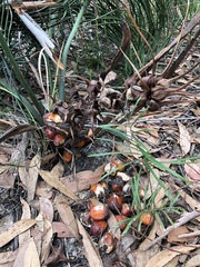 Macrozamia pauli-guilielmi