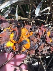 Macrozamia pauli-guilielmi