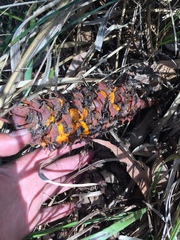 Macrozamia pauli-guilielmi