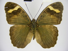 Euphaedra rubrocostata rubrocostata